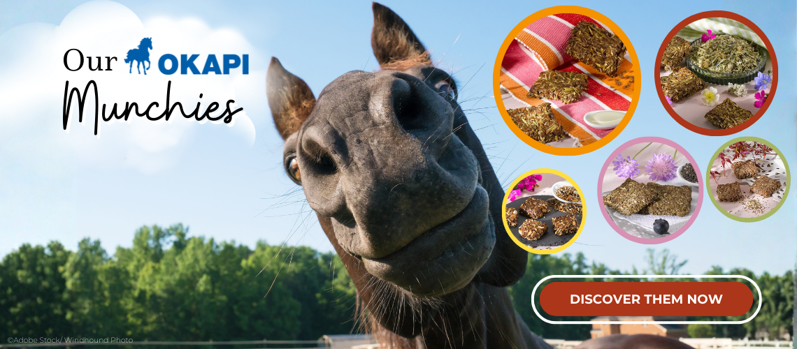 Handmade horse treats from OKAPI